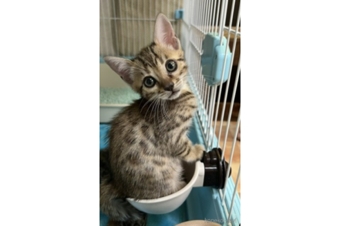 成約済の千葉県のベンガル-54627の3枚目